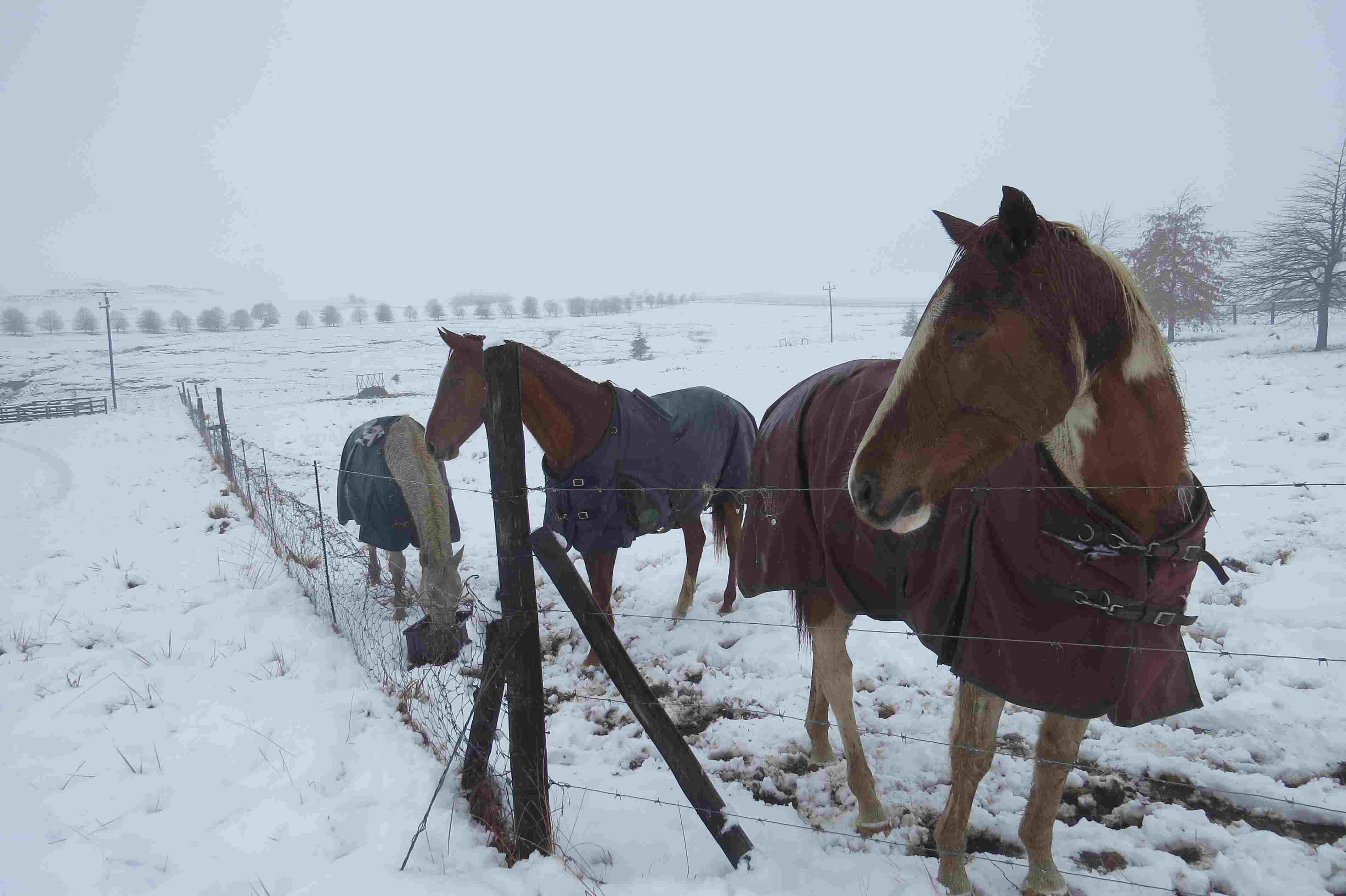 Horse_Blankets